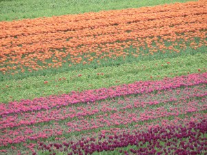 Keukenhof (17 of 11)