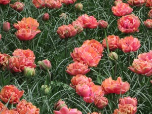 Keukenhof (20 of 11)