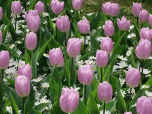 Keukenhof (21 of 11)