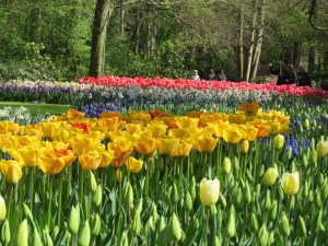 Keukenhof (22 of 11)